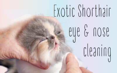 Exotic Shorthair Eye Cleaning Guide