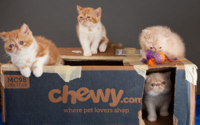 DIY Shipping Box Cat house
