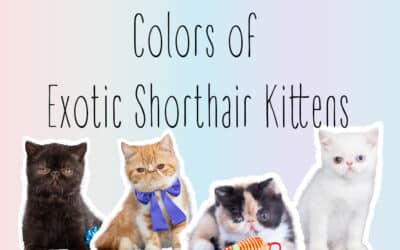 Colors of Exotic Shorthair Kittens