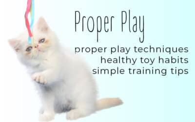 Proper Play: How to Stop Kittens From Biting