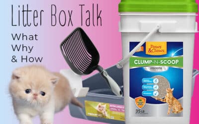 litter box training for kittens
