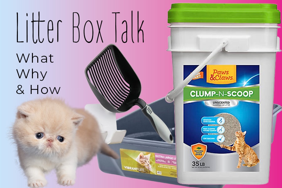 Litter Box Training for Kittens: Week-by-Week Guide Tescats