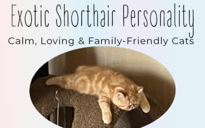 Exotic Shorthair Personality | Calm, Loving & Family-Friendly Cats