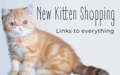New Kitten Shopping