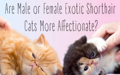 Are Male or Female Exotic Shorthair Cats More Affectionate?
