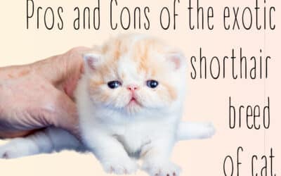 Pros and Cons of the exotic shorthair breed of cat