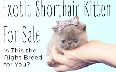 Exotic Shorthair Kitten For Sale