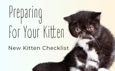 Preparing for Your Kitten: A New Kitten Checklist for Exotic Shorthair Owners
