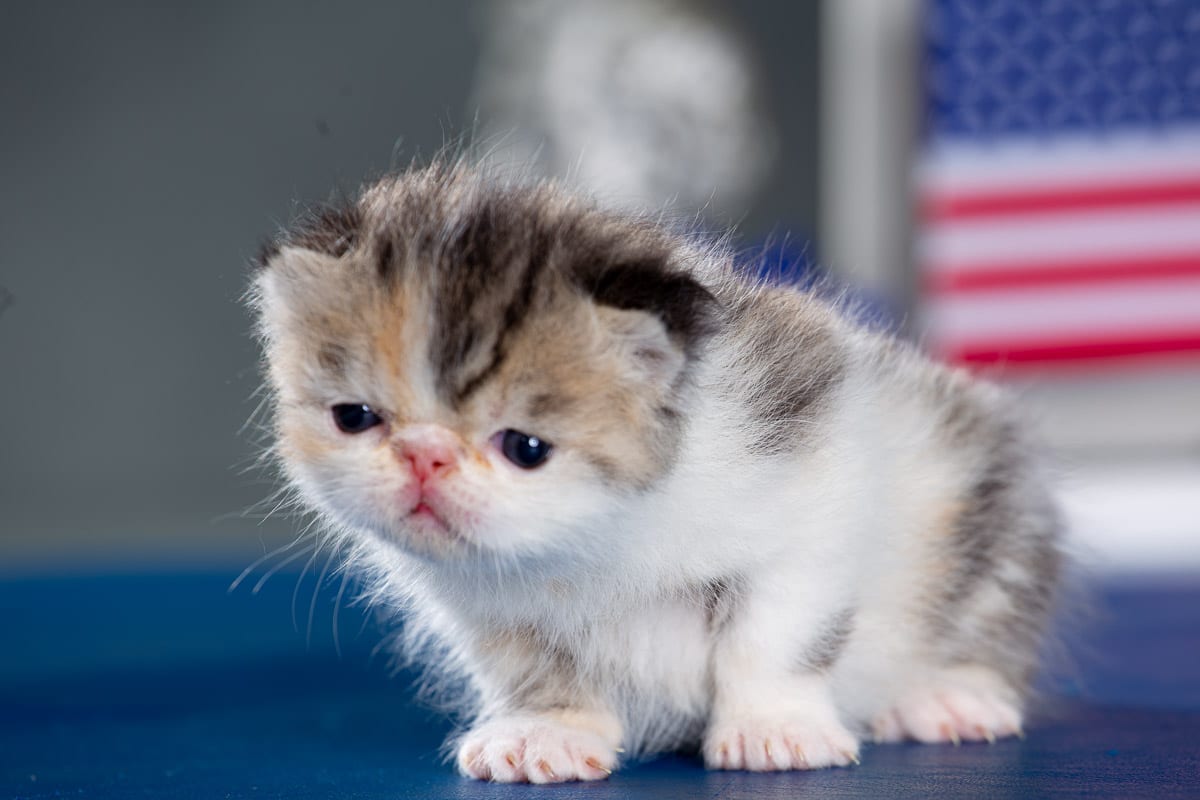 TESCats_MothersName_#_May26,2026-25 black/white male exotic shorthair kitten for sale