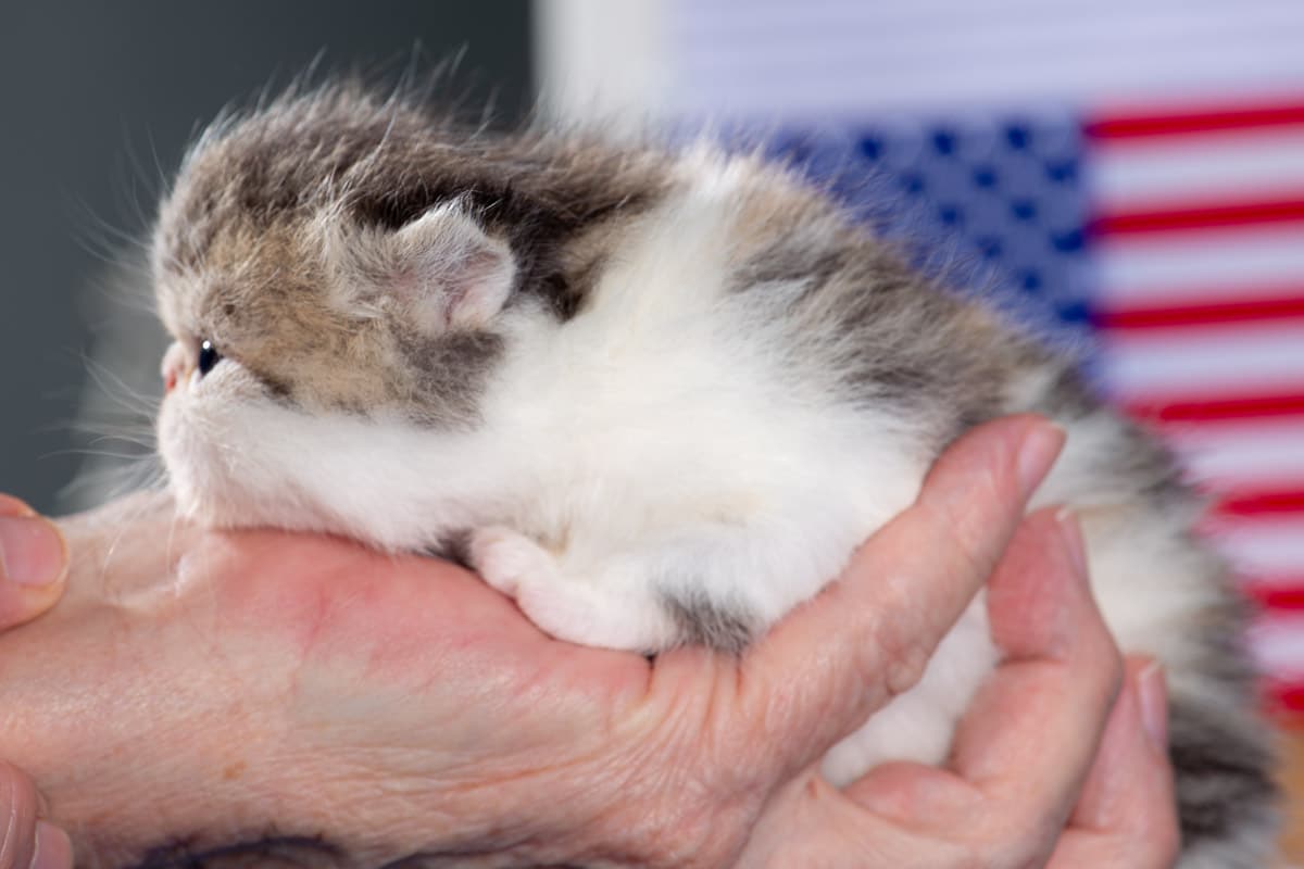 TESCats_MothersName_#_May26,2026-26 black/white male exotic shorthair kitten for sale