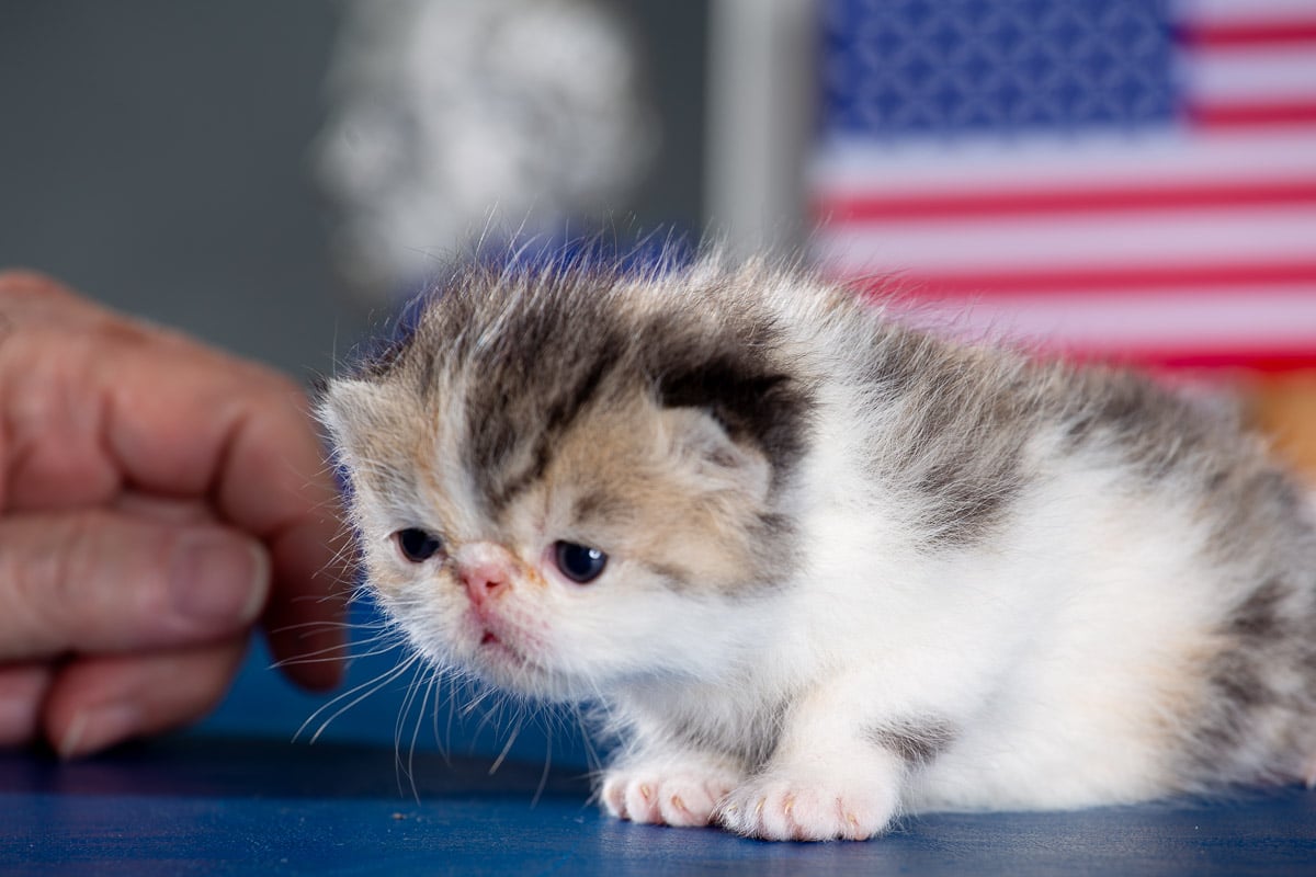 TESCats_MothersName_#_May26,2026-27 black/white male exotic shorthair kitten for sale