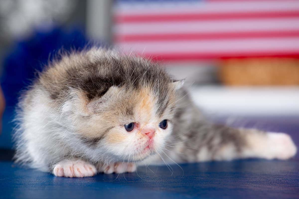 TESCats_MothersName_#_May26,2026-28 black/white male exotic shorthair kitten for sale