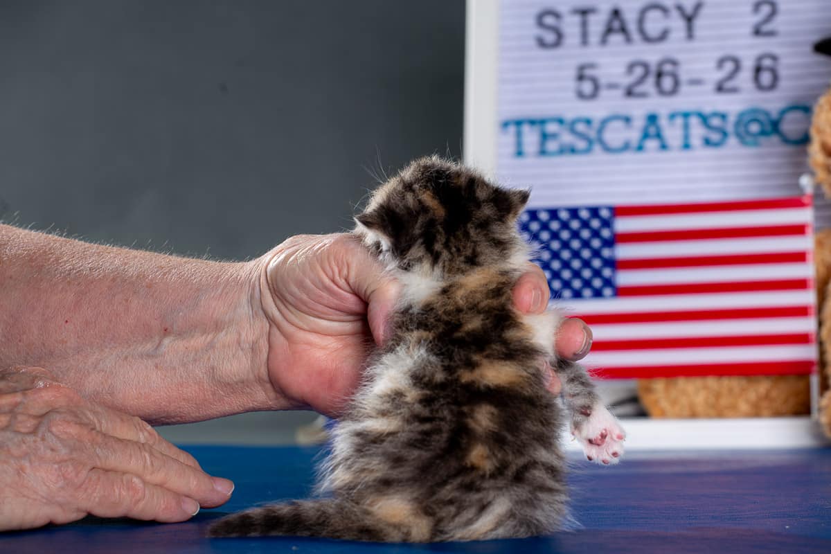 TESCats_MothersName_#_May26,2026-29 RENEAS male kitten #1