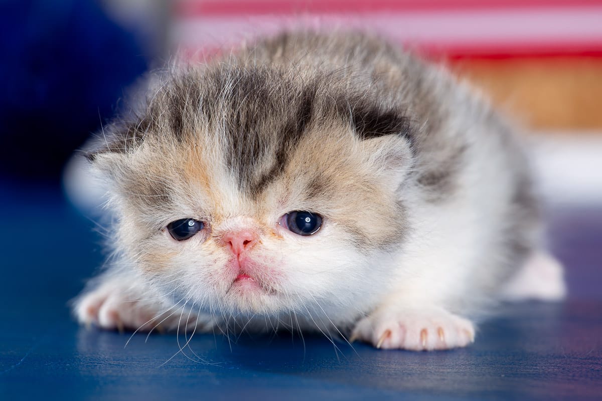 TESCats_MothersName_#_May26,2026-30 black/white male exotic shorthair kitten for sale