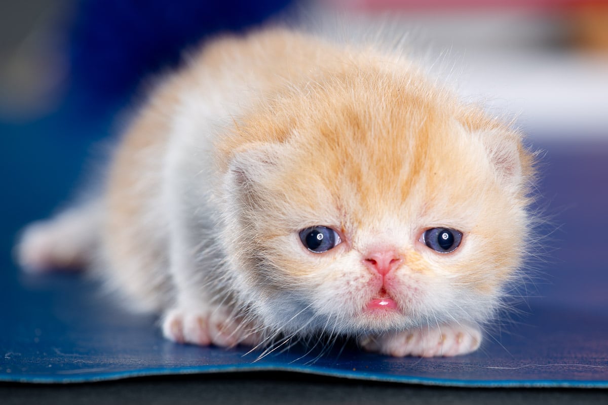 TESCats_MothersName_#_May26,2026-31 Male red and white exotic shorthair kitten for sale