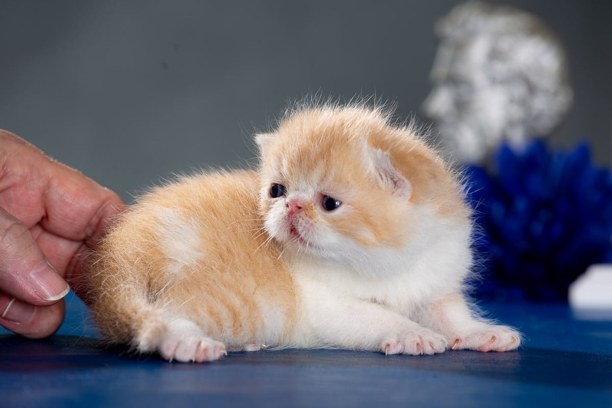 TESCats_MothersName_#_May26,2026-32 Male red and white exotic shorthair kitten for sale