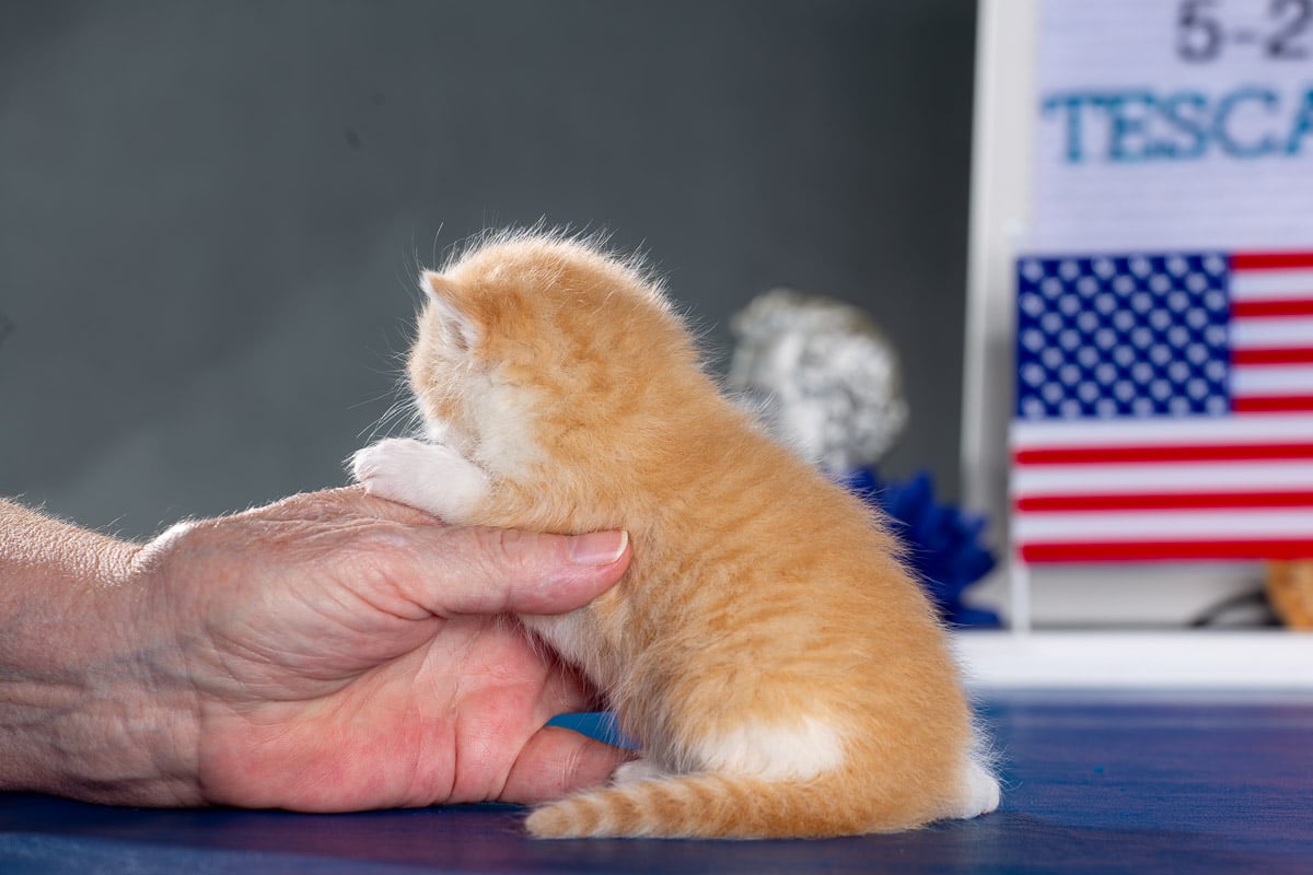 TESCats_MothersName_#_May26,2026-33 Male red and white exotic shorthair kitten for sale