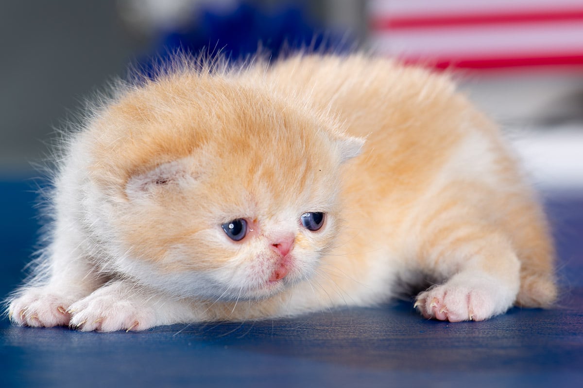 TESCats_MothersName_#_May26,2026-34 Male red and white exotic shorthair kitten for sale