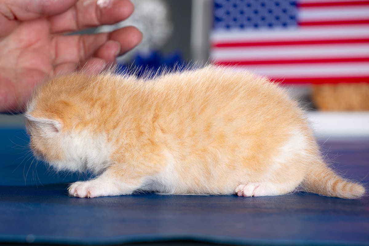 TESCats_MothersName_#_May26,2026-35 Male red and white exotic shorthair kitten for sale