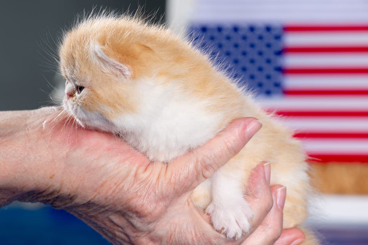 TESCats_MothersName_#_May26,2026-36 Male red and white exotic shorthair kitten for sale