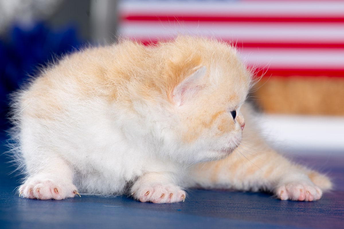 TESCats_MothersName_#_May26,2026-37 black/white male exotic shorthair kitten for sale