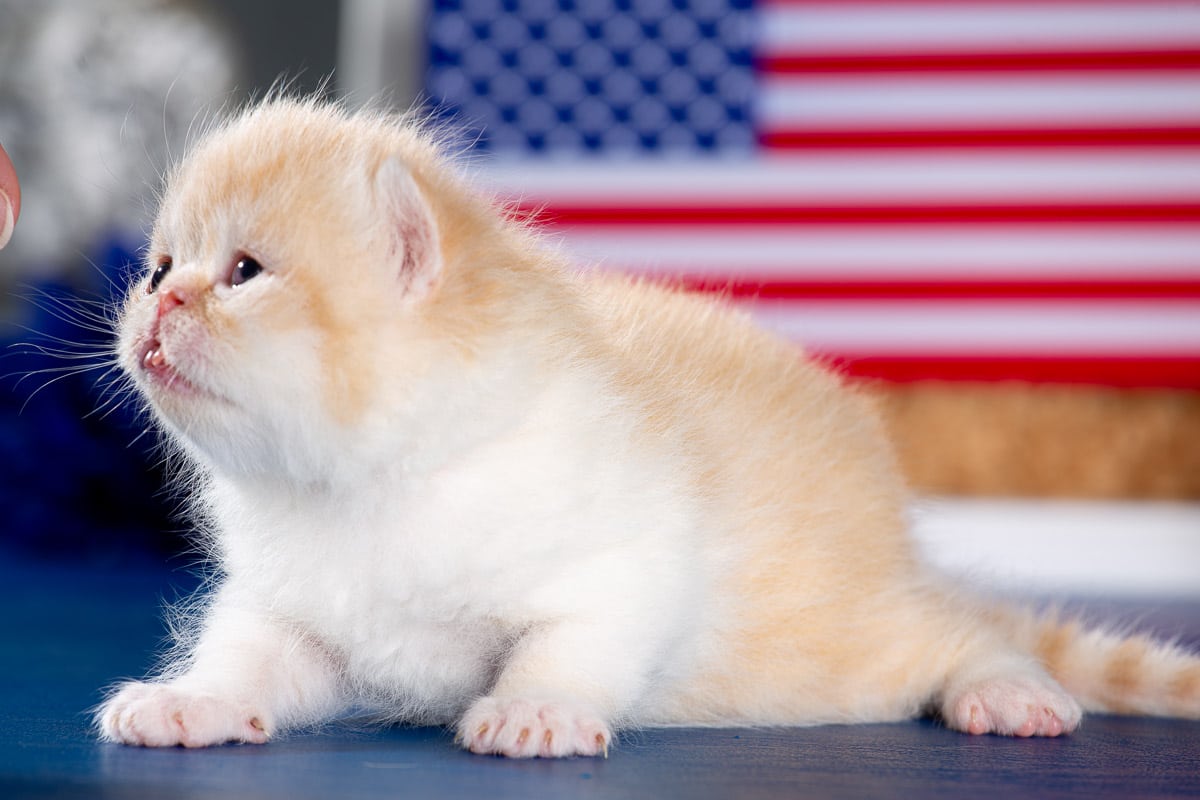 TESCats_MothersName_#_May26,2026-38 black/white male exotic shorthair kitten for sale