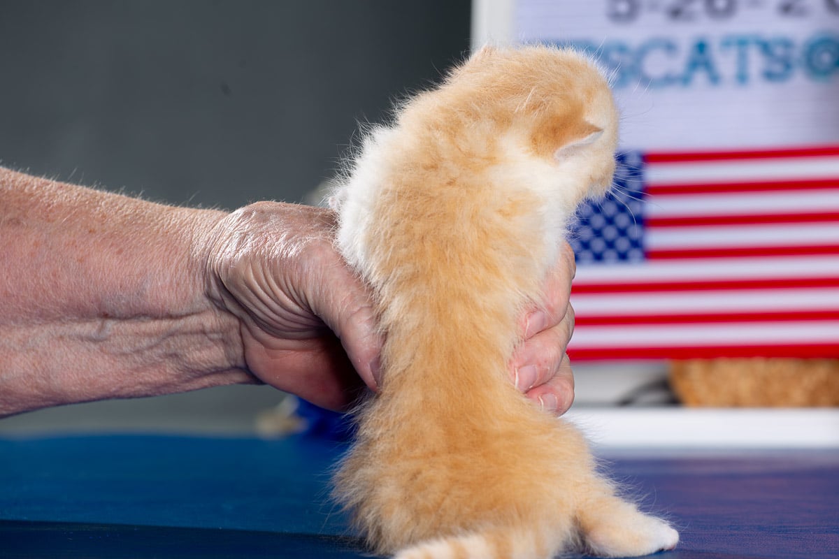 TESCats_MothersName_#_May26,2026-39 black/white male exotic shorthair kitten for sale