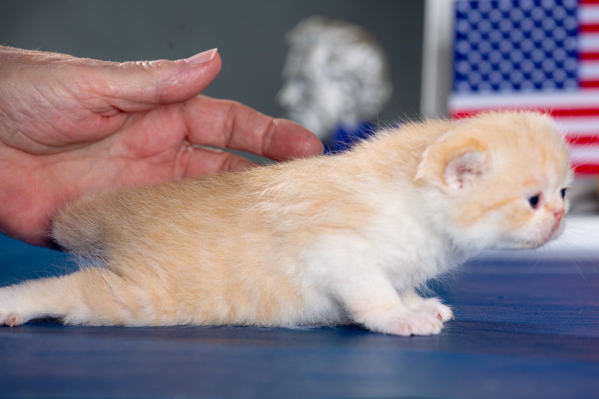 TESCats_MothersName_#_May26,2026-40 black/white male exotic shorthair kitten for sale