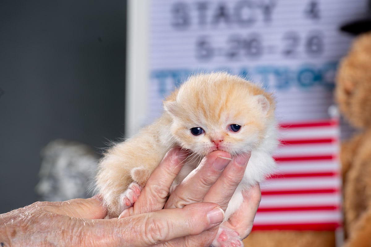 TESCats_MothersName_#_May26,2026-41 black/white male exotic shorthair kitten for sale