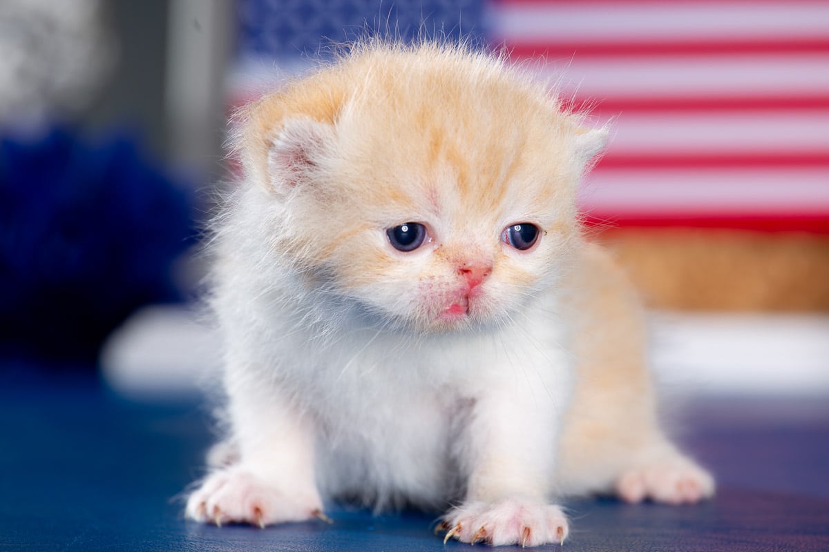 TESCats_MothersName_#_May26,2026-42 RENEAS male kitten #1