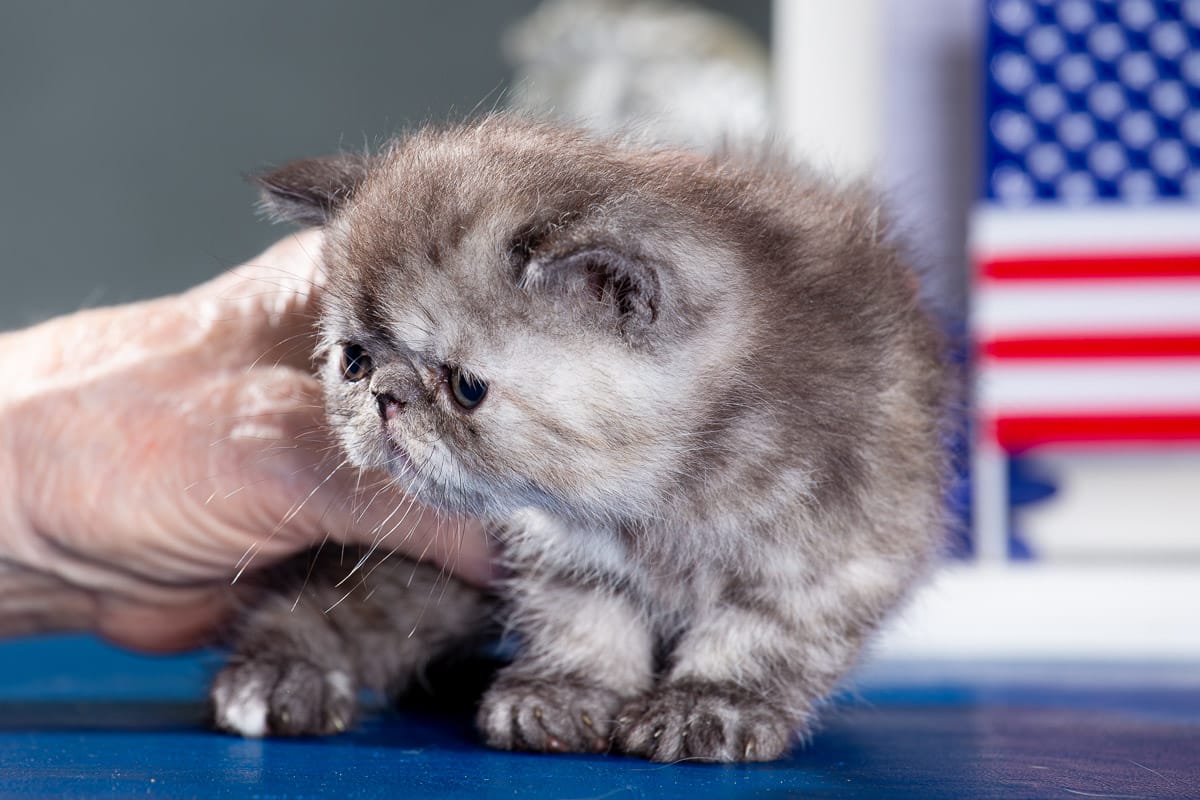 TESCats_Nolina_#1_May26,2026-1 black/white male exotic shorthair kitten for sale