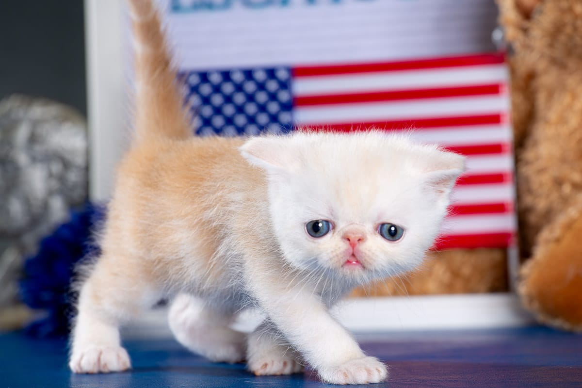 TESCats_Nolina_#1_May26,2026-10 black/white male exotic shorthair kitten for sale