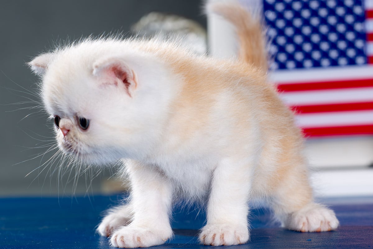TESCats_Nolina_#1_May26,2026-11 black/white male exotic shorthair kitten for sale