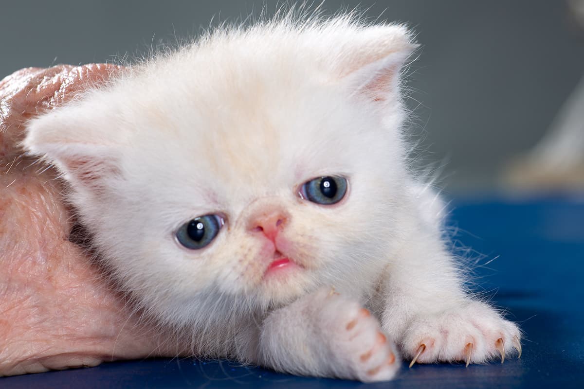 TESCats_Nolina_#1_May26,2026-12 RENEAS male kitten #1