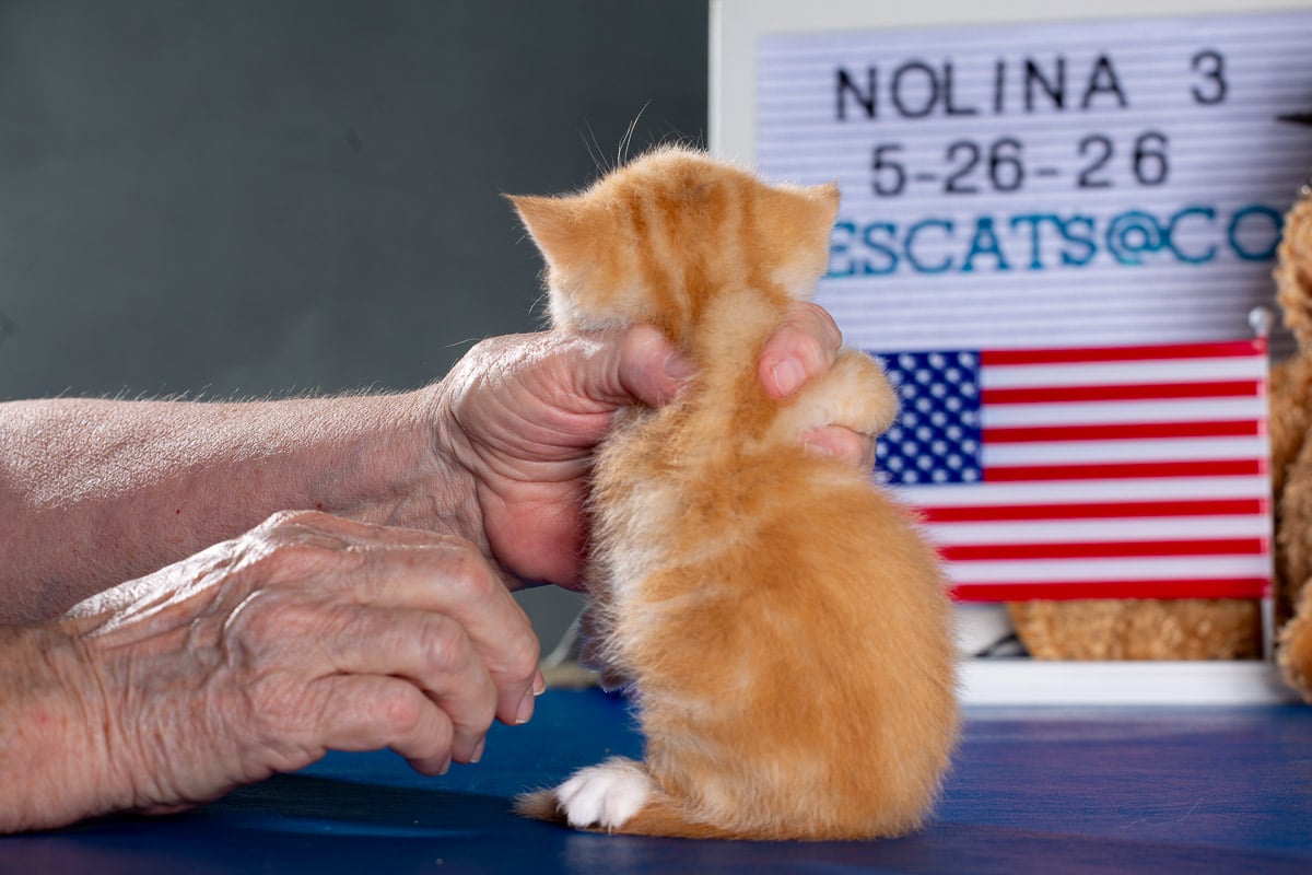 TESCats_Nolina_#1_May26,2026-13 RENEAS male kitten #1