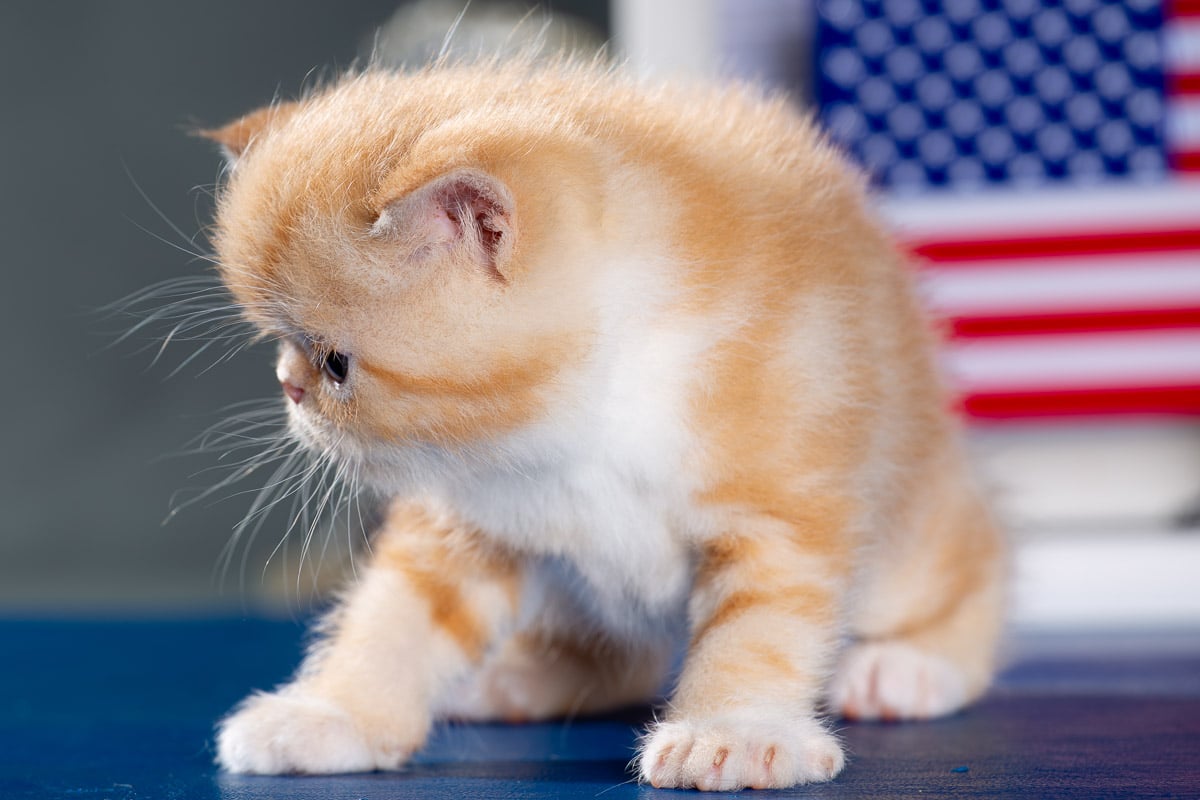 TESCats_Nolina_#1_May26,2026-14 black/white male exotic shorthair kitten for sale