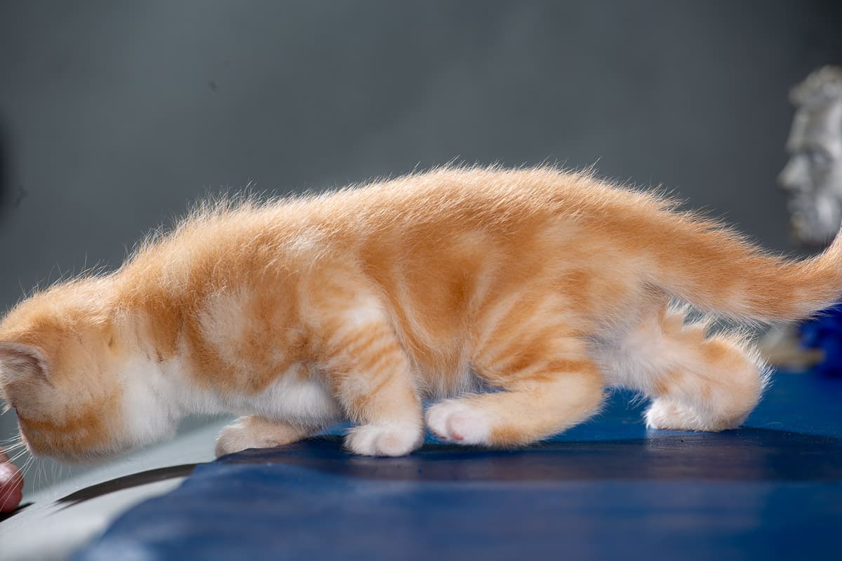 TESCats_Nolina_#1_May26,2026-15 black/white male exotic shorthair kitten for sale