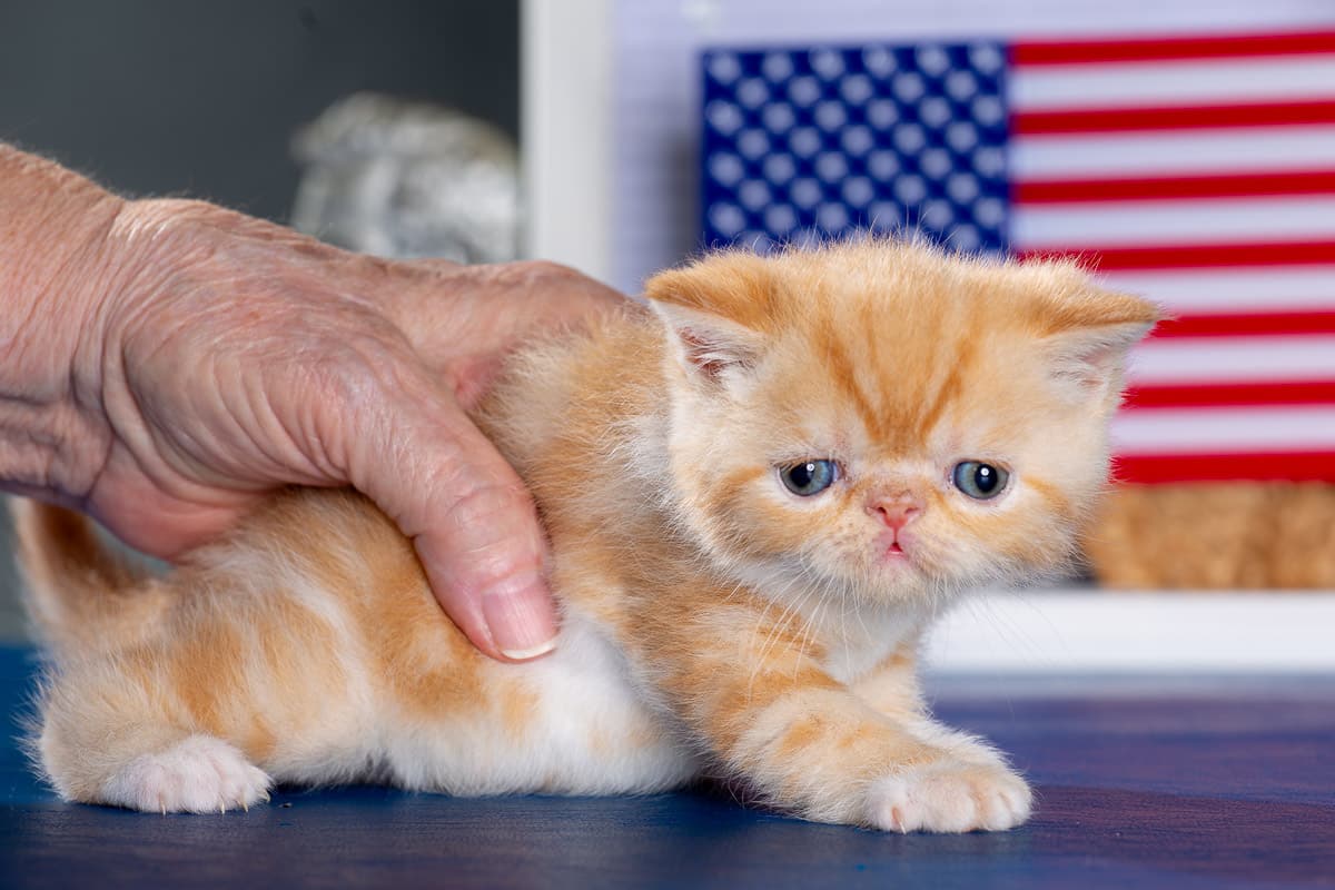 TESCats_Nolina_#1_May26,2026-16 black/white male exotic shorthair kitten for sale