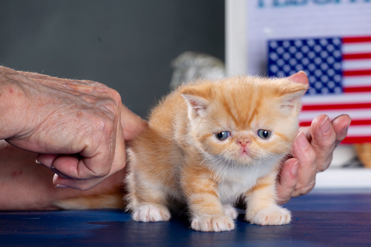 TESCats_Nolina_#1_May26,2026-17 black/white male exotic shorthair kitten for sale