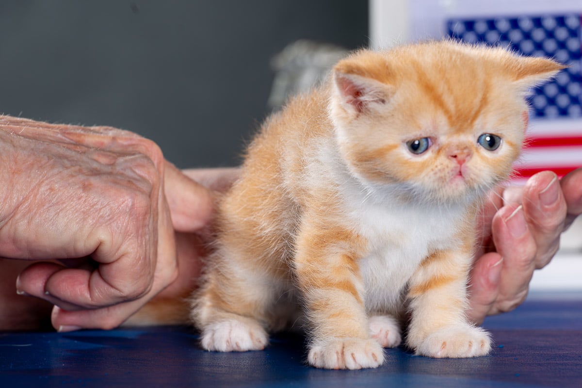 TESCats_Nolina_#1_May26,2026-18 black/white male exotic shorthair kitten for sale