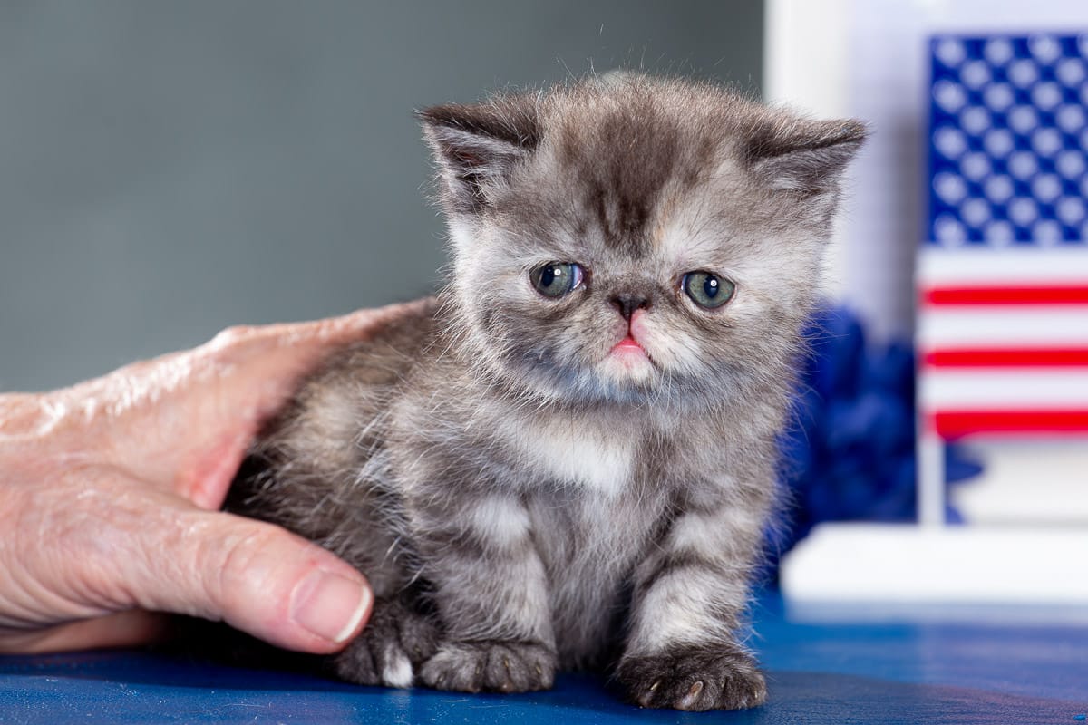 TESCats_Nolina_#1_May26,2026-2 RENEAS male kitten #1