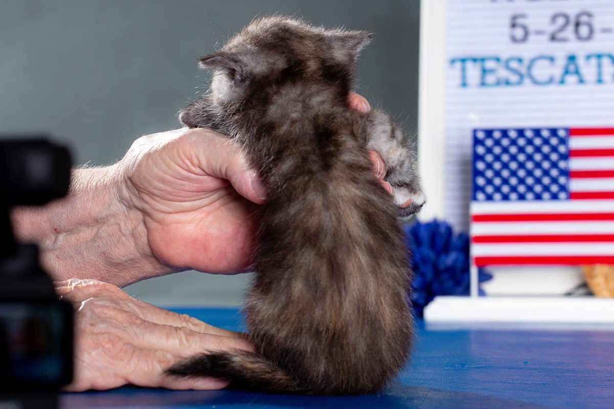 TESCats_Nolina_#1_May26,2026-3 black/white male exotic shorthair kitten for sale