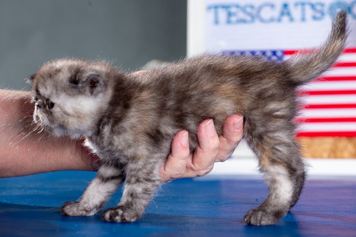 TESCats_Nolina_#1_May26,2026-4 black/white male exotic shorthair kitten for sale