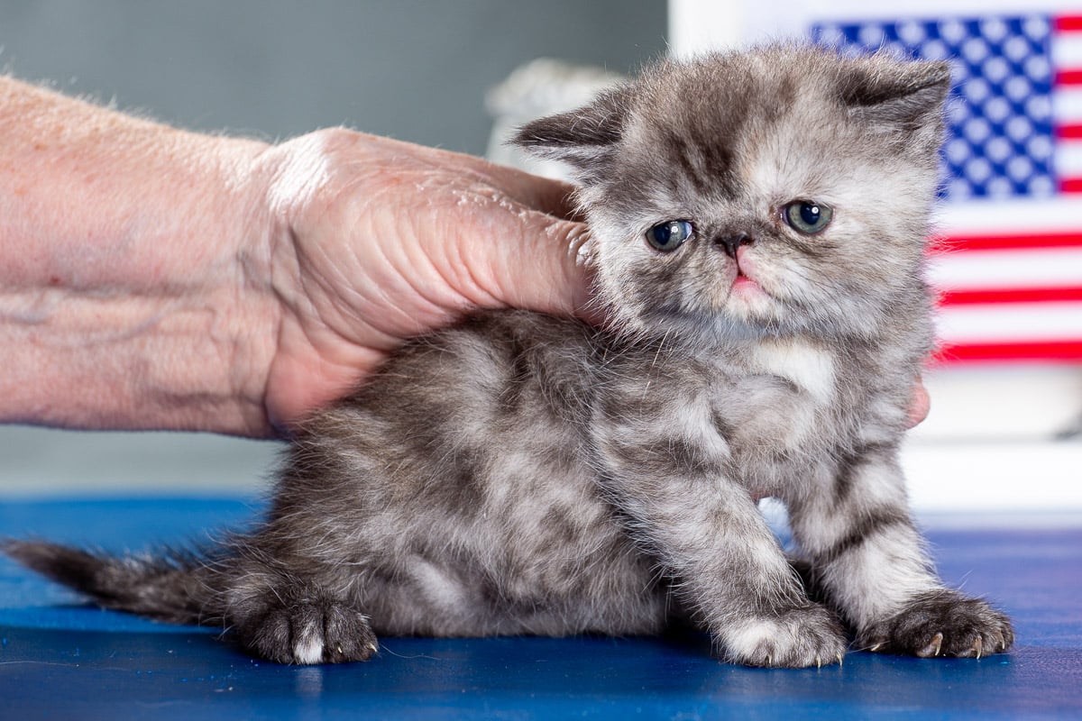 TESCats_Nolina_#1_May26,2026-5 black/white male exotic shorthair kitten for sale