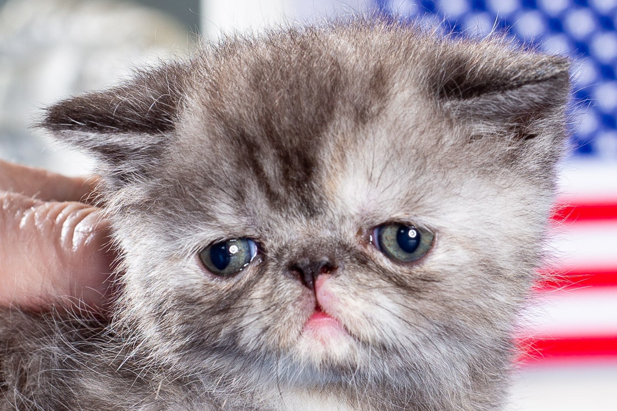 TESCats_Nolina_#1_May26,2026-6 black/white male exotic shorthair kitten for sale