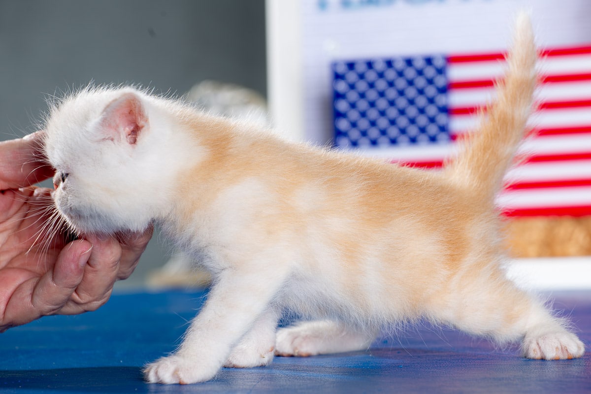 TESCats_Nolina_#1_May26,2026-7 black/white male exotic shorthair kitten for sale