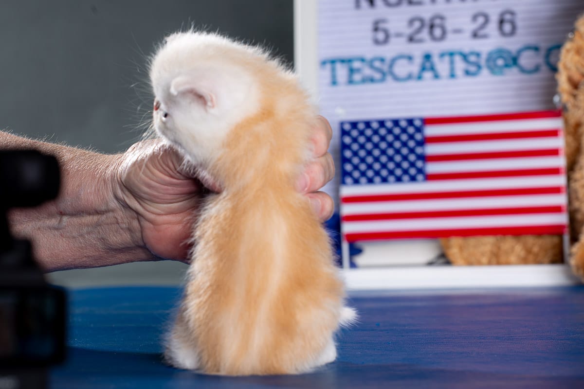 TESCats_Nolina_#1_May26,2026-8 black/white male exotic shorthair kitten for sale