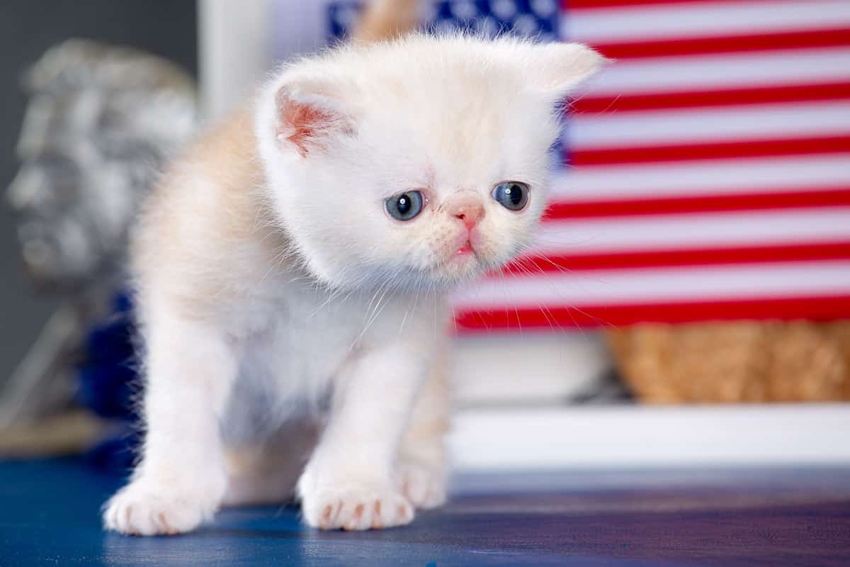 TESCats_Nolina_#1_May26,2026-9 black/white male exotic shorthair kitten for sale