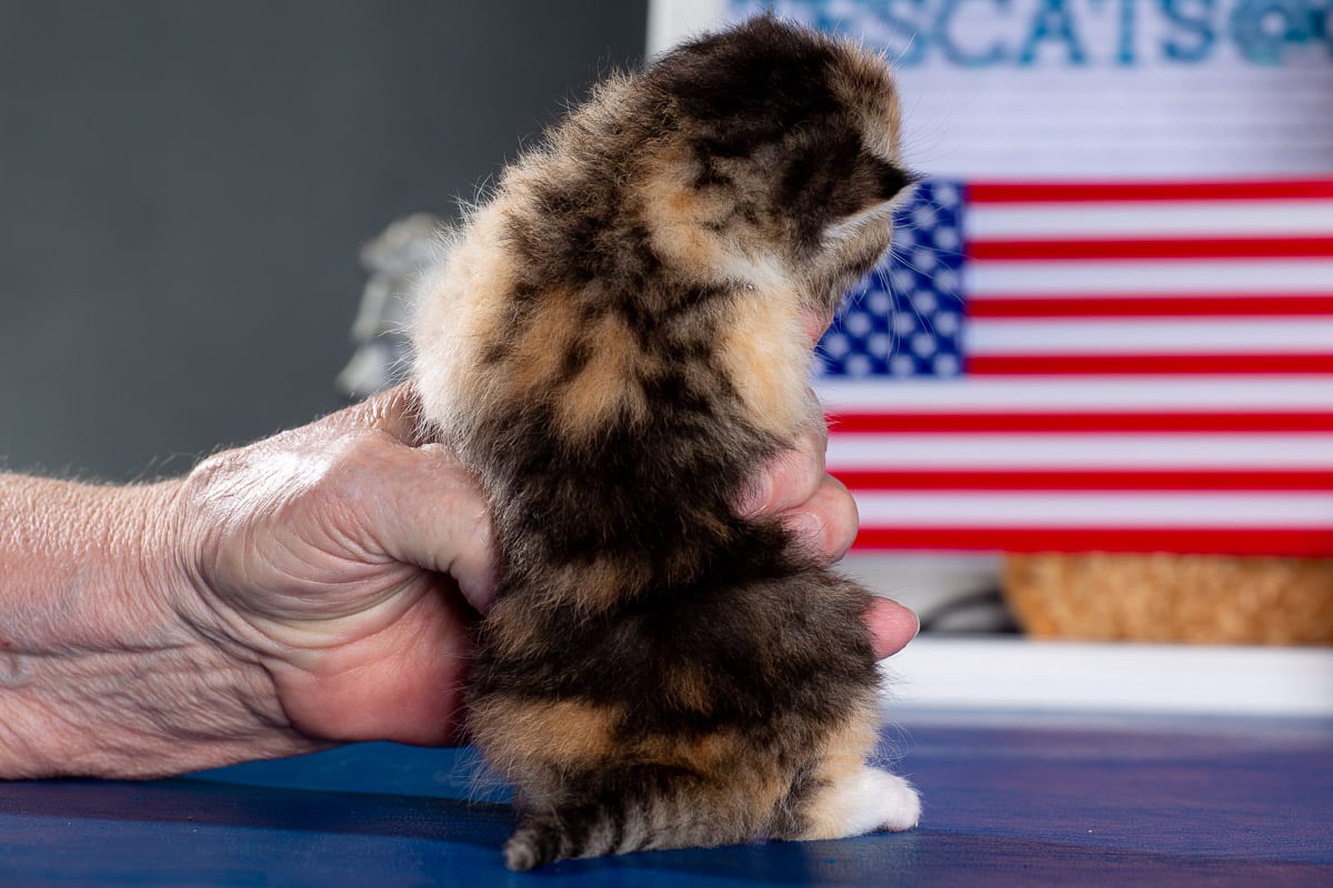 TESCats_Stacie_May26,2026-20 black/white male exotic shorthair kitten for sale