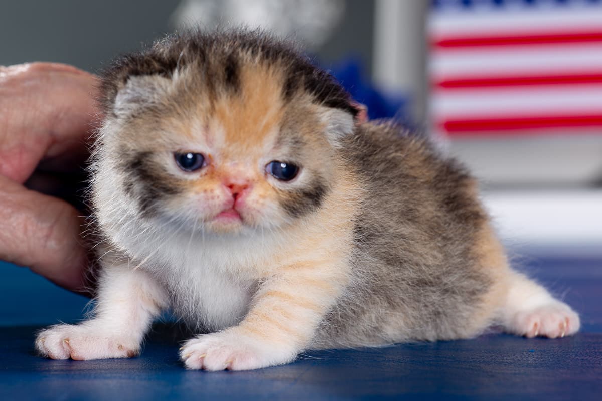 TESCats_Stacie_May26,2026-22 black/white male exotic shorthair kitten for sale
